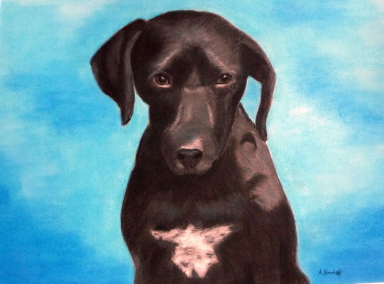 "Micolino" Pastell auf Tonpapier 40x50 cm 06.2011