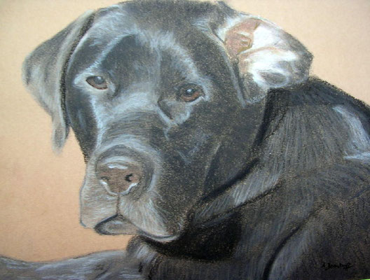 "Hennes" Pastell auf Tonpapier 24x30 cm 11.2005
