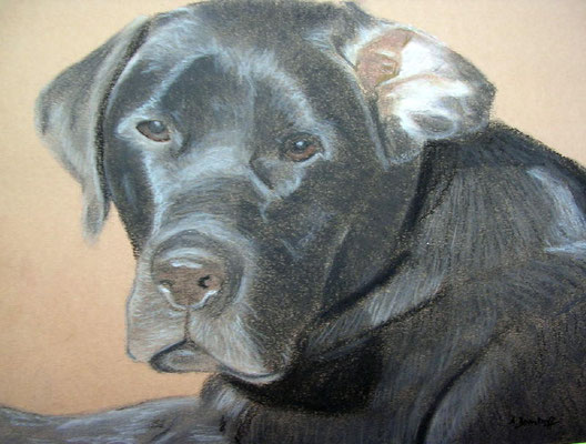 "Hennes" Pastell auf Tonpapier 24x30 cm 11.2005
