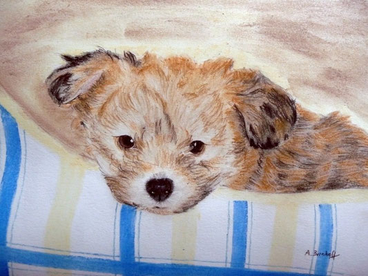 "Unser Dobby" (Bolonka Zwetna / 9 Wochen) Pastell auf Tonpapier DIN A4 Format 08.2008