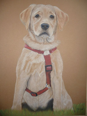 "Mila"  Pastell auf Tonpapier 30x40 cm 10.2012