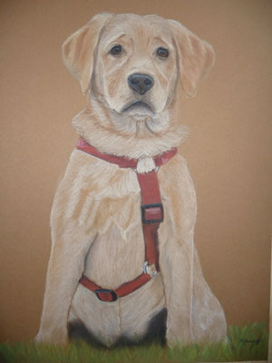 "Mila"  Pastell auf Tonpapier 30x40 cm 10.2012