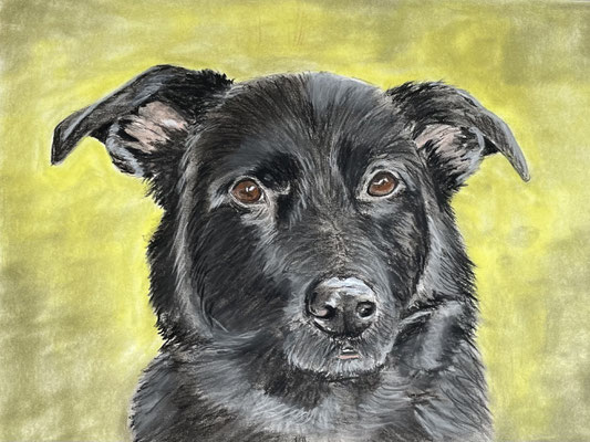 "Laica" auf Pastelmat DinA4 04.2023