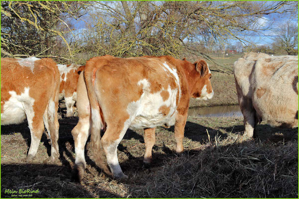Rind 28 | Simmentaler | Kuh | 15 Jahre