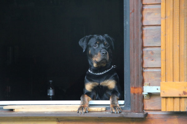 Fritz