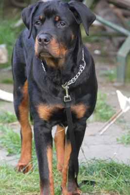 Fritz