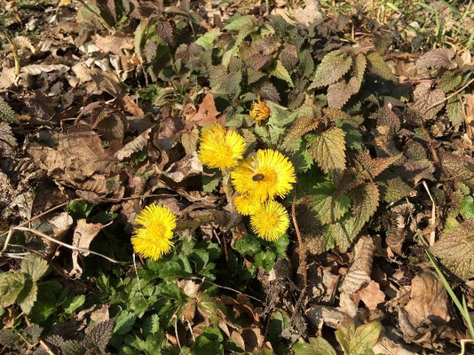 Huflattich im Frühjahr, Foto: J. Knoblauch