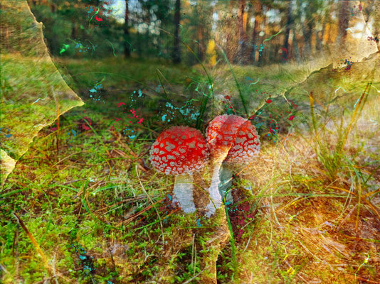 Magic Mushrooms (Foto Wim Scheere)