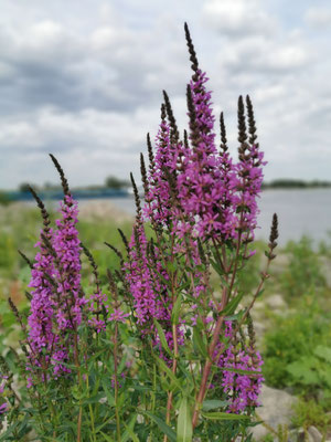 Wilgenroosje aan de Waal Winssen