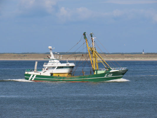 Boomkorkotters, garnalenkotters en eurokotters uit Den Helder (HD), Texel (TX) en IJmuiden (IJM) varen in en uit de vissershaven.