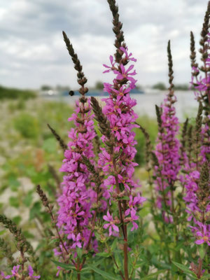 Wilgenroosje aan de Waal