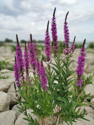 Wilgenroosje