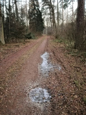 Forststraße gut befestigt