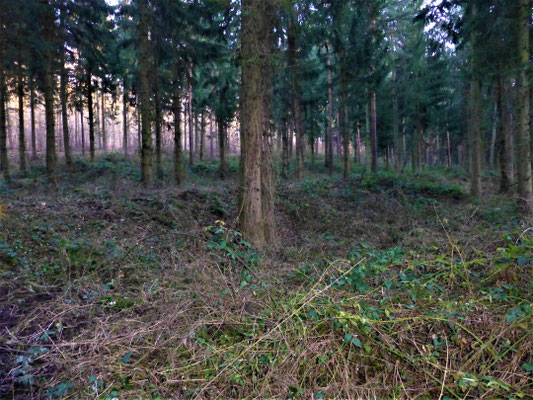 Böschung-Wall-Anlage um Unter-Abtsdorf