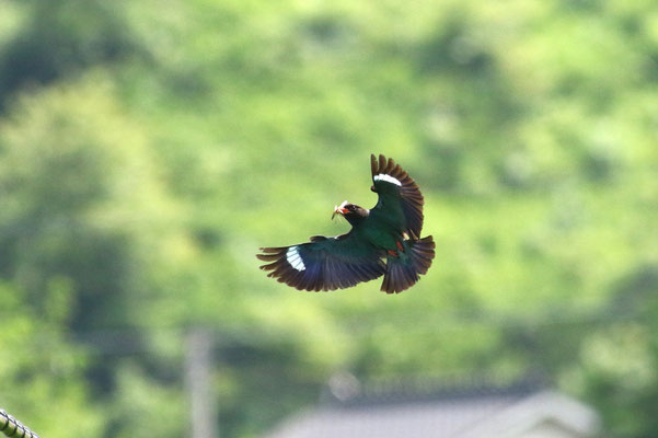 ⑪　ブッポウソウ　夏鳥として飛来繁殖します、岡山吉備高原にて撮影