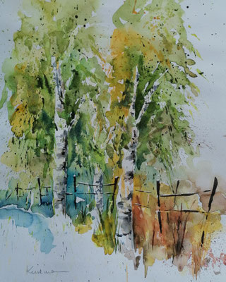 Birken, 40 x 30 cm