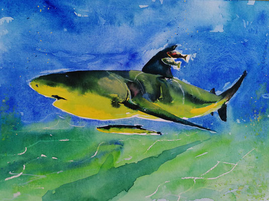 Hai, 40 x 30 cm