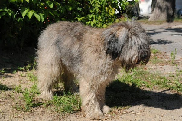 Schafpudel (Canis lupus f. familaris) werden bereits recht früh in Schriftquellen erwähnt. Es sind zotthaarige Herdengebrauchs- und Hütehunde.