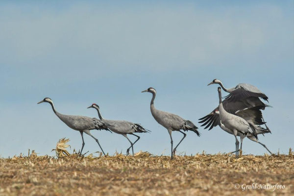 Herbstrast der Kraniche (Grus grus) in Rhin- und Havelluch 2025.