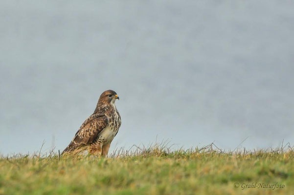 Mäusebussard (Buteo buteo) auf den Wiesen von Parey.