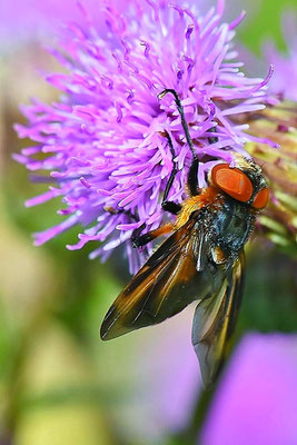 Raupenfliege (Phasia hemiptera)