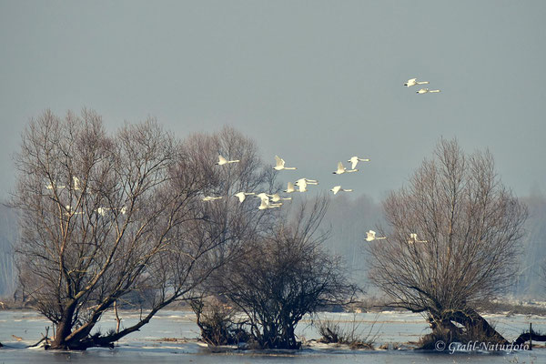 Singschwäne (Cygnus cygnus) in der Wartheniederung.