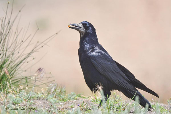 Saatkrähe (Corvus frugilegus)