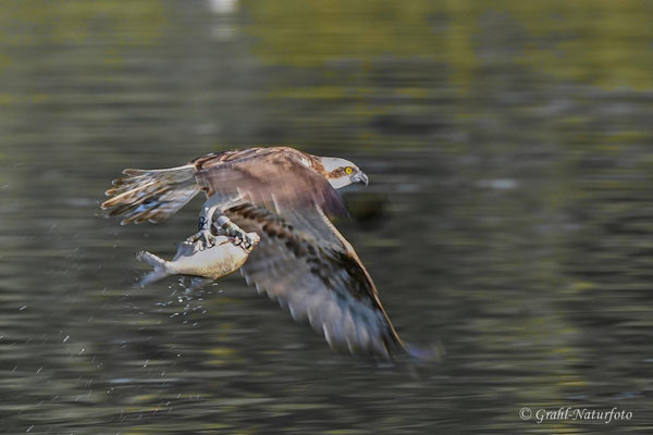 Fischadler (Pandion haliaetus) mit Beute - geschafft