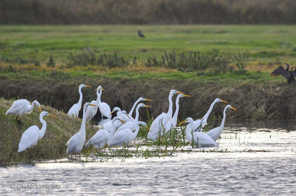 Silberreiher (Ardea alba), Jagdgemeinschaft am Mühlenrhin.
