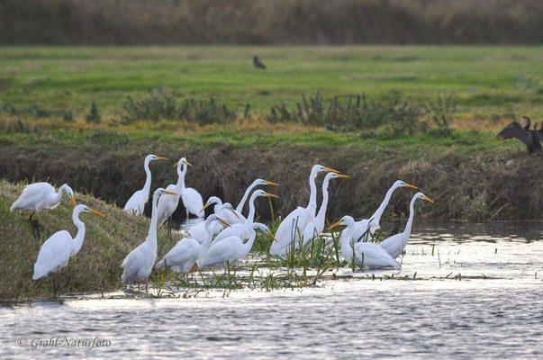 Silberreiher (Ardea alba), Jagdgemeinschaft am Mühlenrhin.
