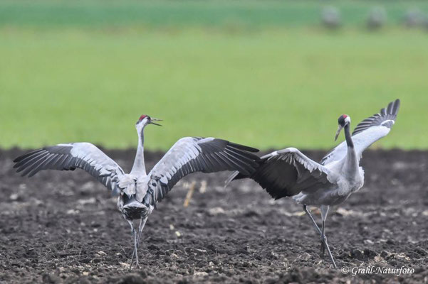 Herbstrast der Kraniche (Grus grus) in Rhin- und Havelluch 2025.