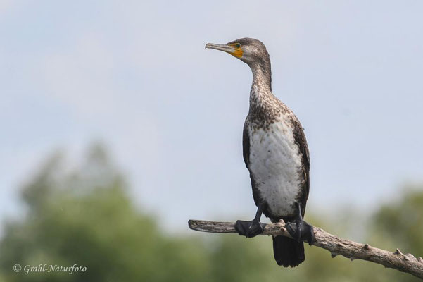 Kormoran (Phalacrocorax carbo), Jungvogel.