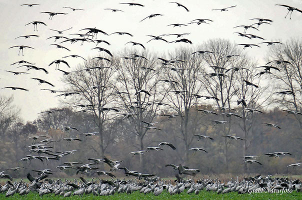Europäische Kraniche (Grus grus)