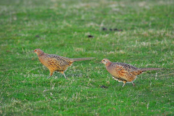 Jagdfasan (Phasianus colchicus) - Hennen