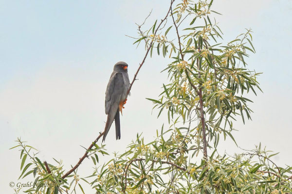 Rotfußfalke (Falco vespertinus) männl.