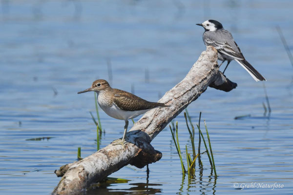 Flußuferläufer (Actitis hypoleucos) im Prachtkleid und eine Bachstelze (Motacilla alba), NSG Untere Havel Nord.
