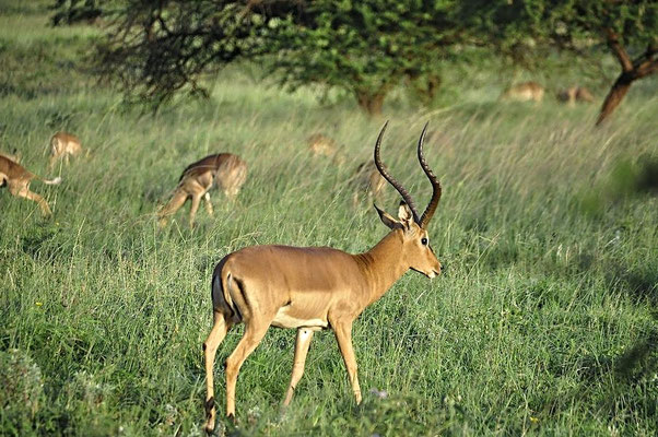 Impala oder Schwarzfersenantilope (Aepyceros melampus) Bock, auf dem Gelände der Zululand Safari Lodge.