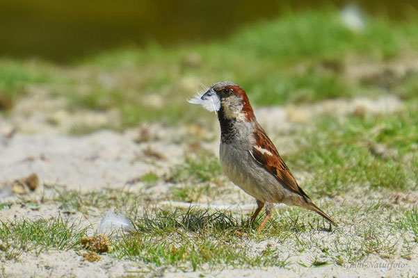 Haussperling (Passer domesticus) männl.