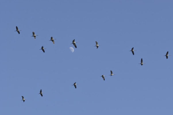 Frühjahrszug der Kraniche 