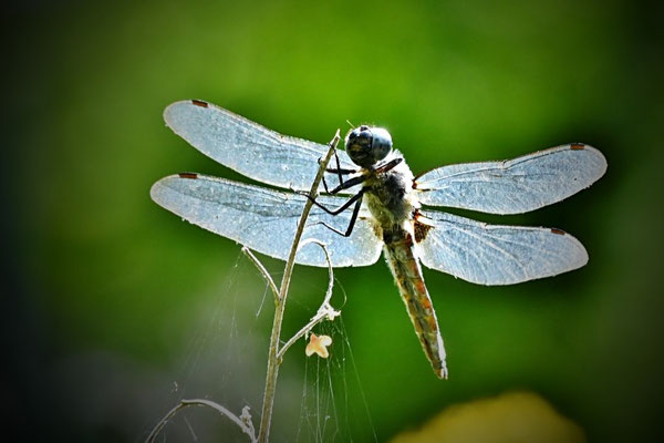 Spitzenfleck (Libellula fulva)