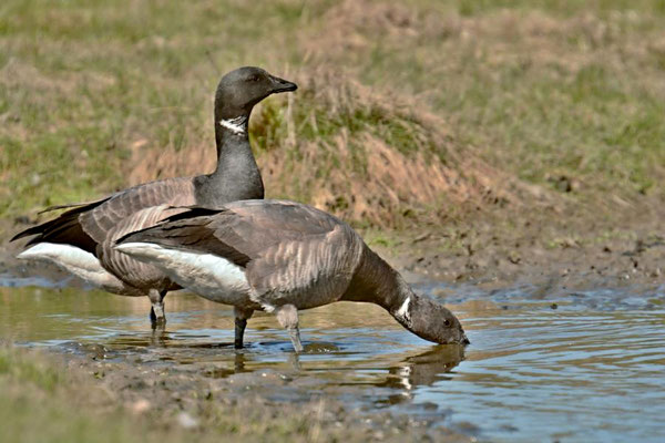 Ringelgänse (Branta bernicla), Wattseite