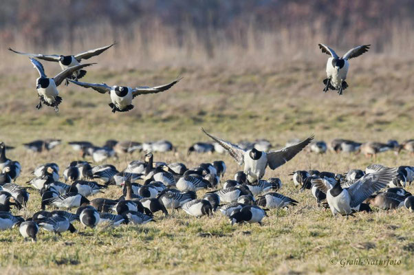 Landeanflug bei den Nonnengänsen (Branta leucopsis) auf den Wiesen von Parey.