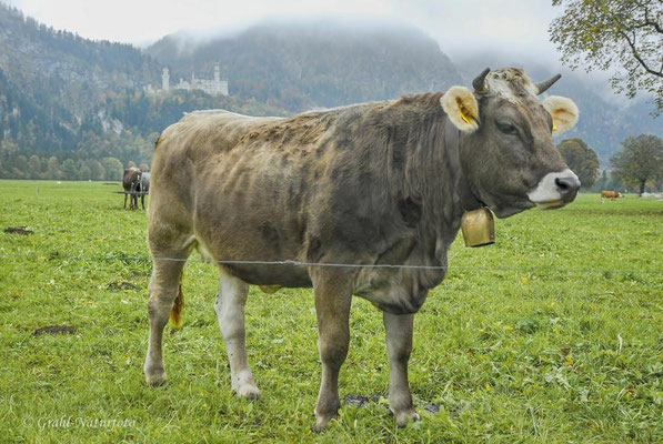 Allgäuer Original Braunvieh (Bos primigenius f. taurus) auf einer Weide unterhalb vom Schloss Neuschwanstein - Allgäu.