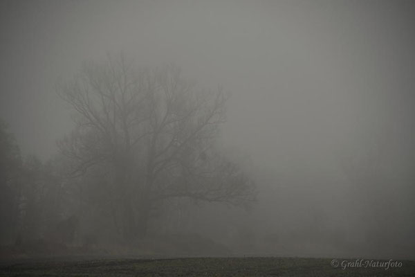 Bäume im Nebel.