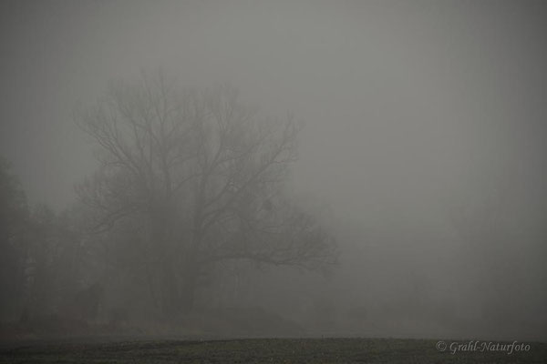 Bäume im Nebel.