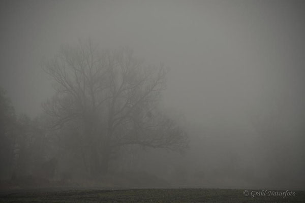 Bäume im Nebel.