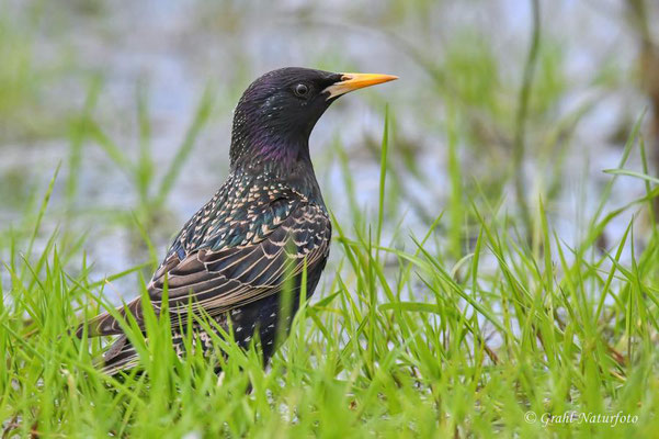 Star (Sturnus vulgaris) im NSG Untere Havel Nord.