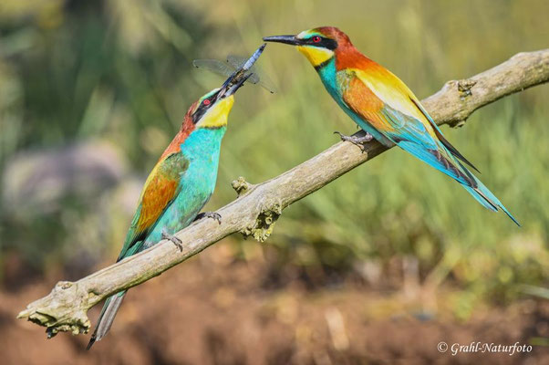 Bienenfresser (Merops apiaster) beim Füttern der Partnerin
