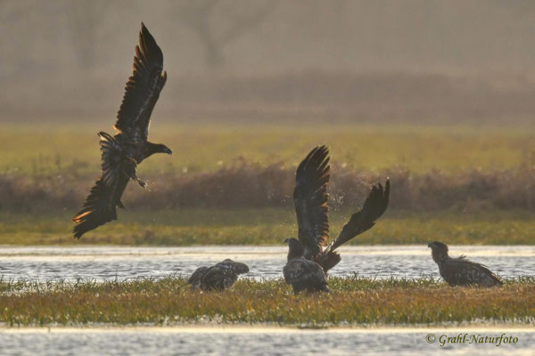 Streit bei den Seeadlern (Haliaeetus albicilla) im NSG Untere Havel Nord.