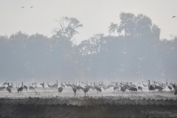 Herbstrast der Kraniche (Grus grus) im Rhin- und Havelluch 2020. Kraniche im Nebel.